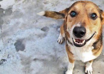 Adoção de animais é realizada neste final de semana em shopping de Fortaleza