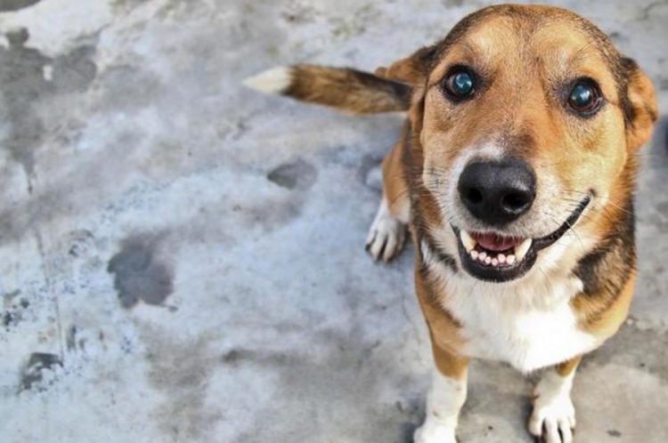 Adoção de animais é realizada neste final de semana em shopping de Fortaleza