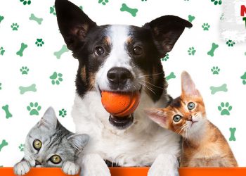 Evento de adoção de pets é realizado neste sábado (04) na capital cearense