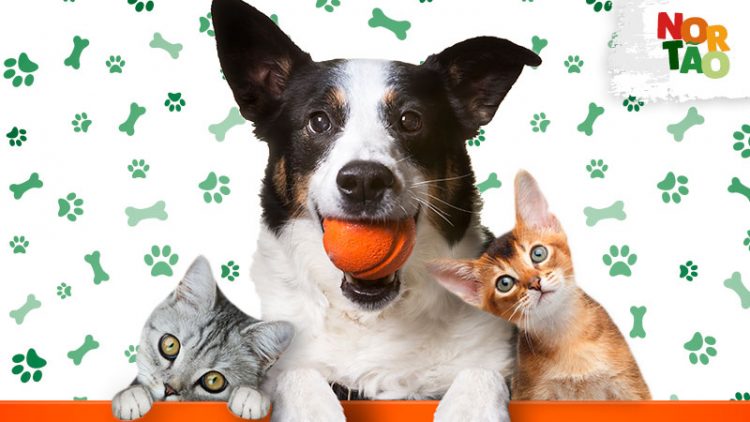 Evento de adoção de pets é realizado neste sábado (04) na capital cearense