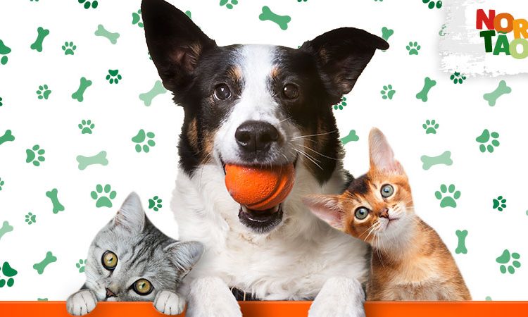 Evento de adoção de pets é realizado neste sábado (04) na capital cearense