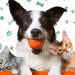 Evento de adoção de pets é realizado neste sábado (04) na capital cearense