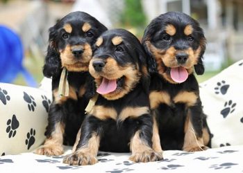 Shopping de Fortaleza sedia evento de adoção de animais neste final de semana