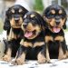 Shopping de Fortaleza sedia evento de adoção de animais neste final de semana