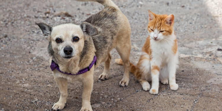 Shopping de Fortaleza organiza evento de adoção de animais neste final de semana
