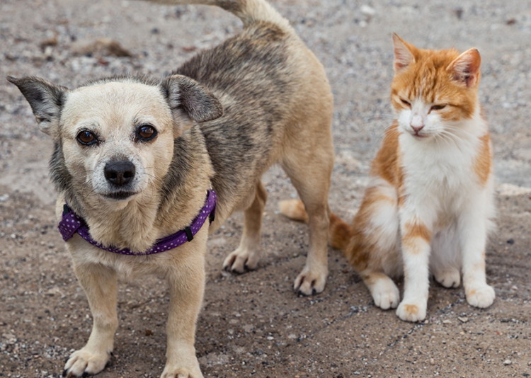 Shopping de Fortaleza organiza evento de adoção de animais neste final de semana