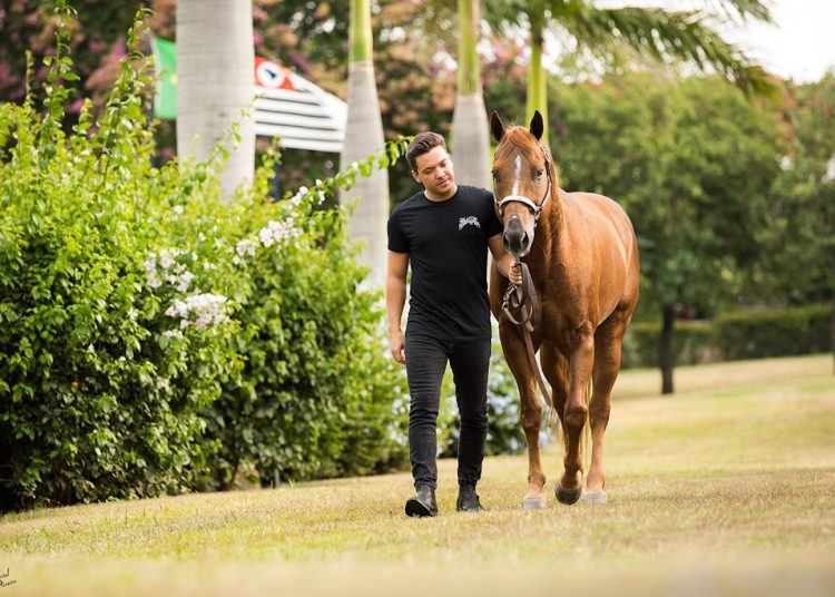 1º Leilão Haras WS terá 39 lotes de animais e pacotes coberturas do garanhão Don Príncipe Bar, cavalo de Wesley Safadão