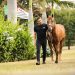 1º Leilão Haras WS terá 39 lotes de animais e pacotes coberturas do garanhão Don Príncipe Bar, cavalo de Wesley Safadão