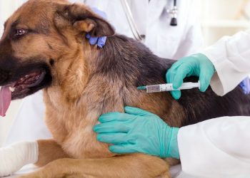 Secretaria da Saúde de Maracanaú realiza Campanha Antirrábica Animal 2019