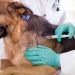 Secretaria da Saúde de Maracanaú realiza Campanha Antirrábica Animal 2019