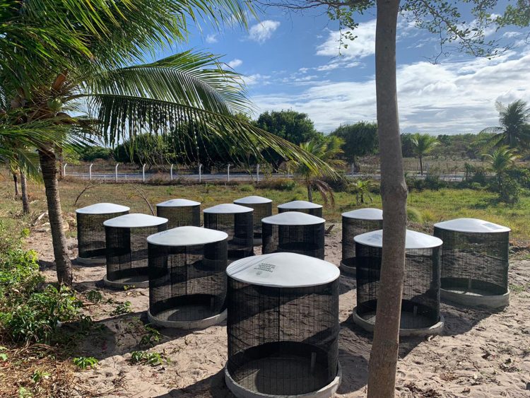 Colosso deixará de descartar cerca de 1 tonelada de resíduos orgânicos por mês com parque próprio de compostagem
