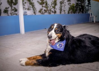 Mundo Pet promove palestra sobre alimentação natural para pets neste sábado (14)