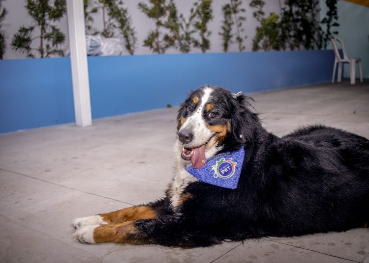 Mundo Pet promove palestra sobre alimentação natural para pets neste sábado (14)