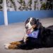 Mundo Pet promove palestra sobre alimentação natural para pets neste sábado (14)