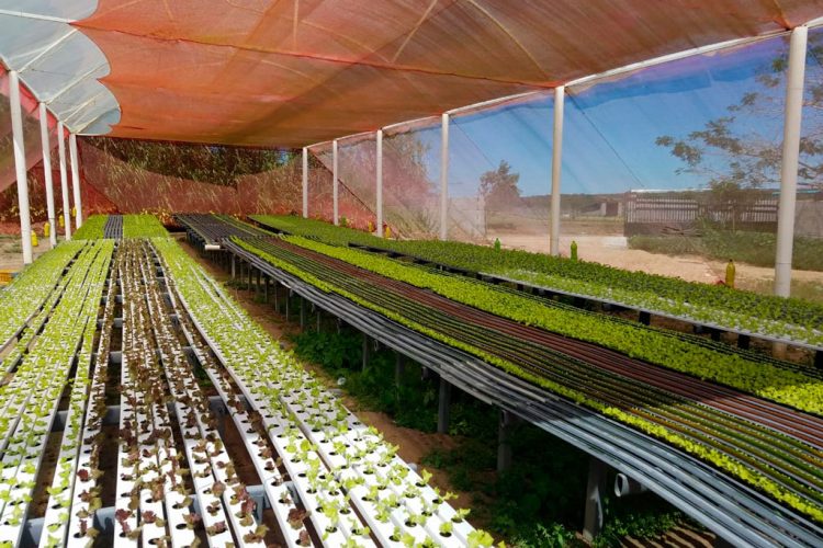 Cresce o consumo de folhagens e hortaliças entre os cearenses
