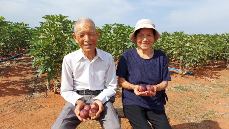 Casal de japoneses de 86 anos de idade realiza sonho e produz figos no Ceará