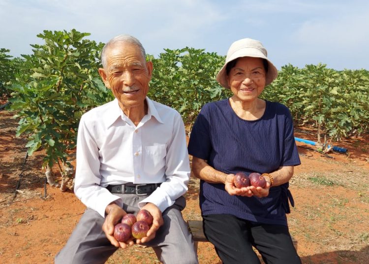 Casal de japoneses de 86 anos de idade realiza sonho e produz figos no Ceará