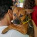 Secretaria de Bem-Estar Animal de Maracanaú realiza mais uma edição do “Pet Day”