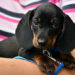Especialista dá orientações sobre Primeiros Socorros para Pets