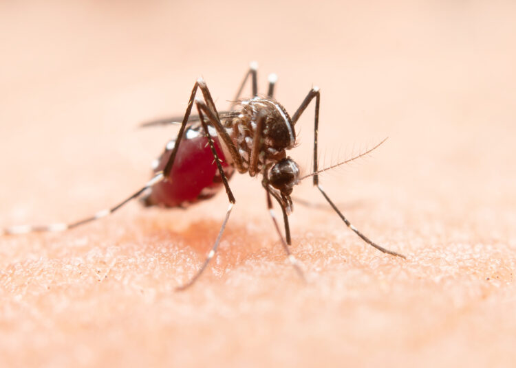 Combate às arboviroses em condomínios ajudam a reduzir a proliferação do mosquito Aedes aegypti