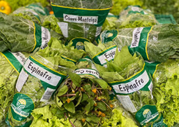 Campo Ouro Verde registra aumento de mais de 40% nas vendas de folhagens e projeta 2023