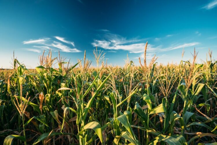 A importância do martelo de milho na indústria alimentícia e em outras áreas