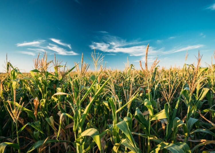 A importância do martelo de milho na indústria alimentícia e em outras áreas
