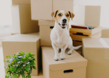 Como tornar a mudança de casa menos estressante para os pets?
