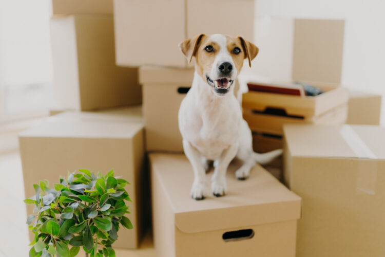 Como tornar a mudança de casa menos estressante para os pets?