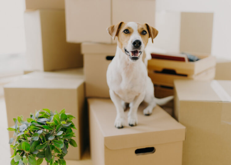 Como tornar a mudança de casa menos estressante para os pets?
