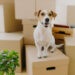 Como tornar a mudança de casa menos estressante para os pets?
