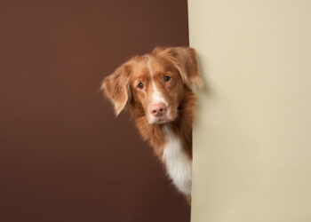 Qual é a relação entre a pele e o intestino dos pets?