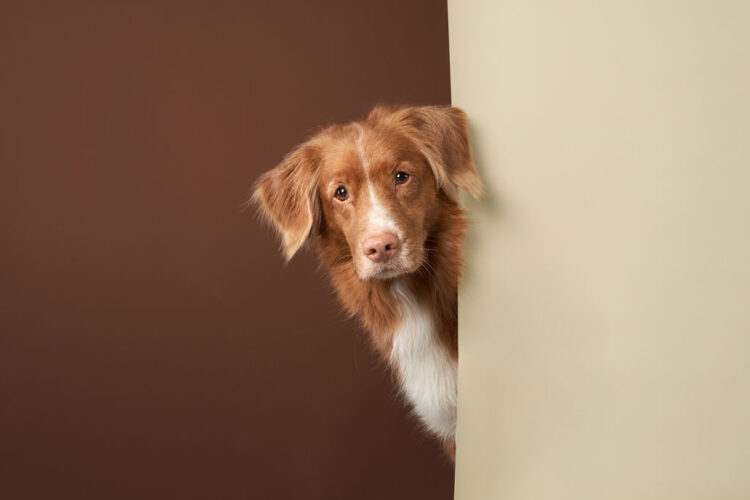Qual é a relação entre a pele e o intestino dos pets?