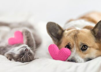 OUTUBRO ROSA: Câncer de mama pode afetar os pets