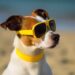 Programação de férias com pets: como aproveitar o verão em segurança