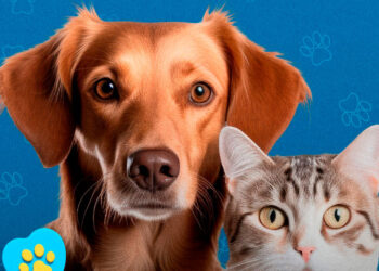 Prefeitura realiza primeiro “Pet Day” de 2024