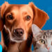 Prefeitura realiza primeiro “Pet Day” de 2024