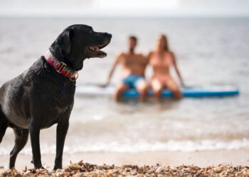 Aproveitando a Praia com Seu Pet: Dicas para uma Experiência Segura e Divertida