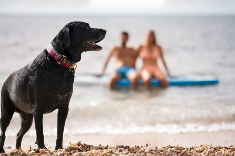 Aproveitando a Praia com Seu Pet: Dicas para uma Experiência Segura e Divertida