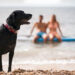 Aproveitando a Praia com Seu Pet: Dicas para uma Experiência Segura e Divertida
