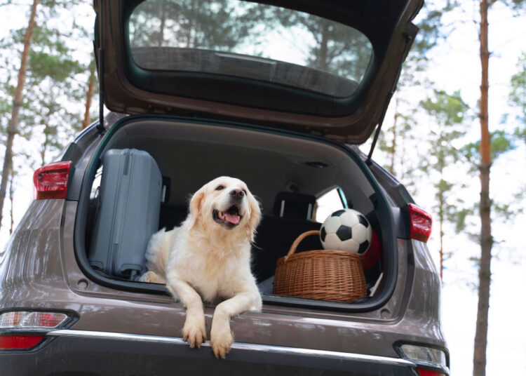 Dicas para o bem-estar dos pets nas viagens de férias