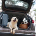 Dicas para o bem-estar dos pets nas viagens de férias