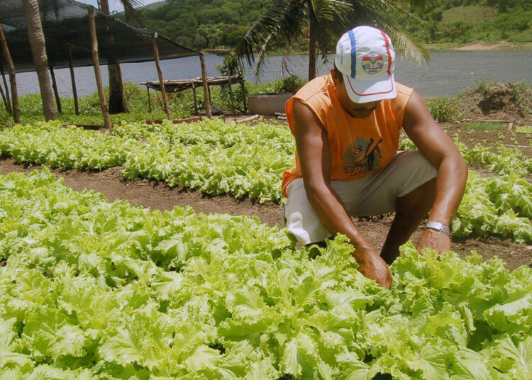Sasc divulga resultados preliminares dos editais do Programa de Aquisição de Alimentos em Maracanaú