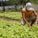 Sasc divulga resultados preliminares dos editais do Programa de Aquisição de Alimentos em Maracanaú