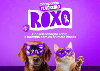 conscientização sobre o cuidado com os animais idosos
