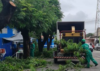 Semam realiza serviços de poda preventiva e recolhimento de árvores