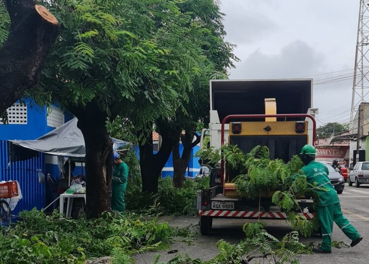 Semam realiza serviços de poda preventiva e recolhimento de árvores