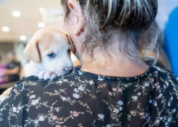 Prefeitura realiza mais uma edição do “PetDay”, em parceria com o North Shopping