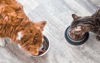 Suplementação alimentar sem orientação pode ser prejudicial aos animais de estimação