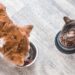 Suplementação alimentar sem orientação pode ser prejudicial aos animais de estimação